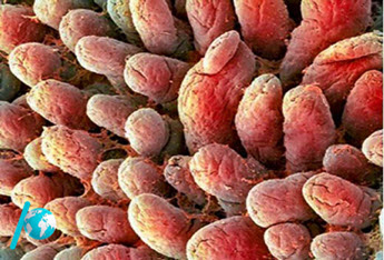 نمونه سوالات فصل دوم زیست شناسی دهم