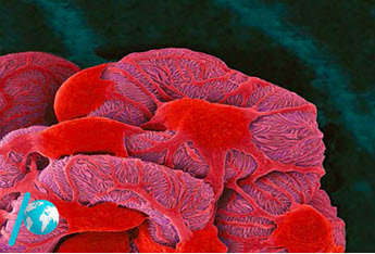 نمونه سوالات فصل پنج زیست شناسی دهم