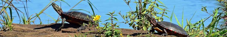 آزمون آنلاین فصل 1 زیست شناسی 1