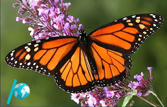 نمونه سوالات فصل اول زیست شناسی دهم